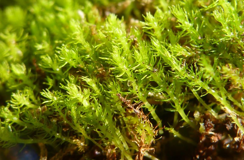 La planta más antigua amenazada por el cambio climático