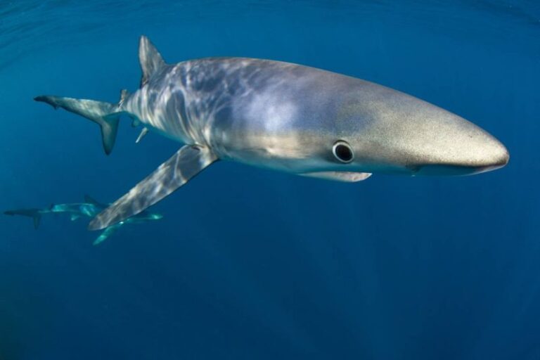 Tiburones, el atún o el pez espada perderán su hábitat