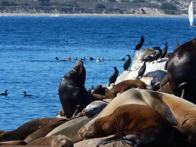 Impacto de la gripe aviar en las aves marinas de Europa