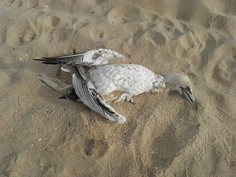 ¿Qué pasa con la Gripe aviar en España?