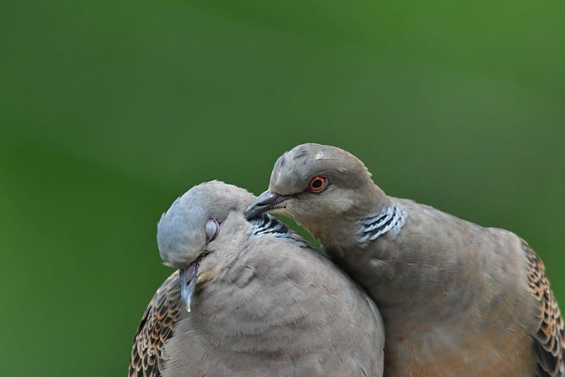 Salvemos a las codornices y a las tórtolas de los cazadores