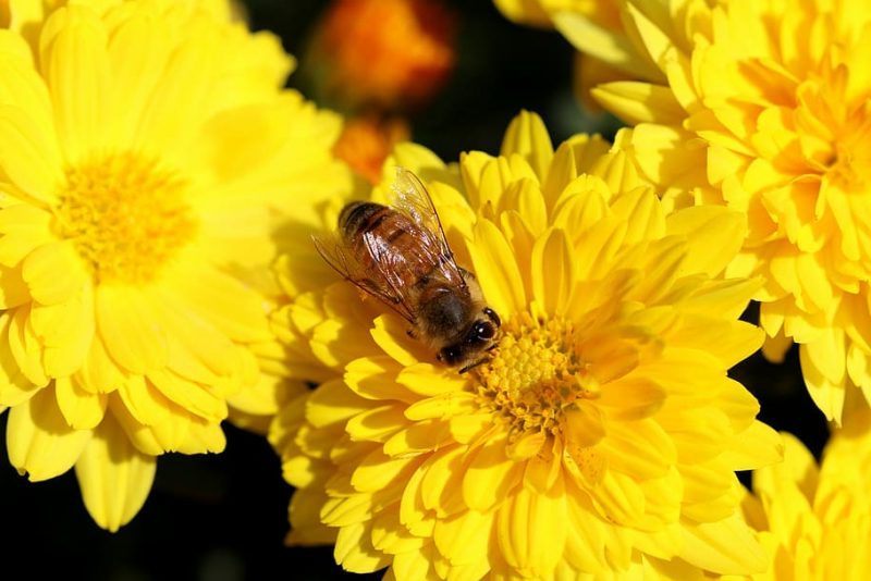 La rápida y sorprendente evolución de las abejas