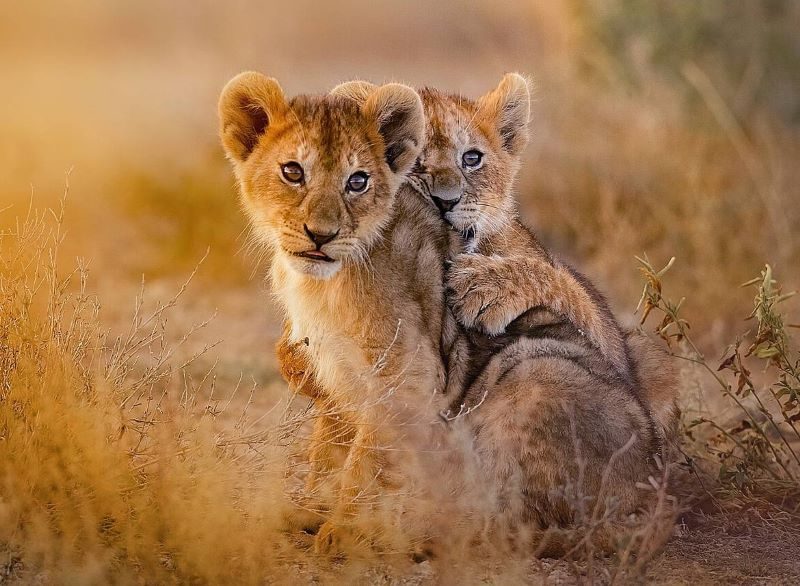 El mundo se queda sin leones