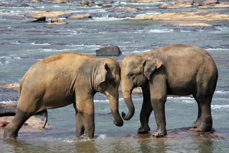 Día Mundial del Elefante 2023