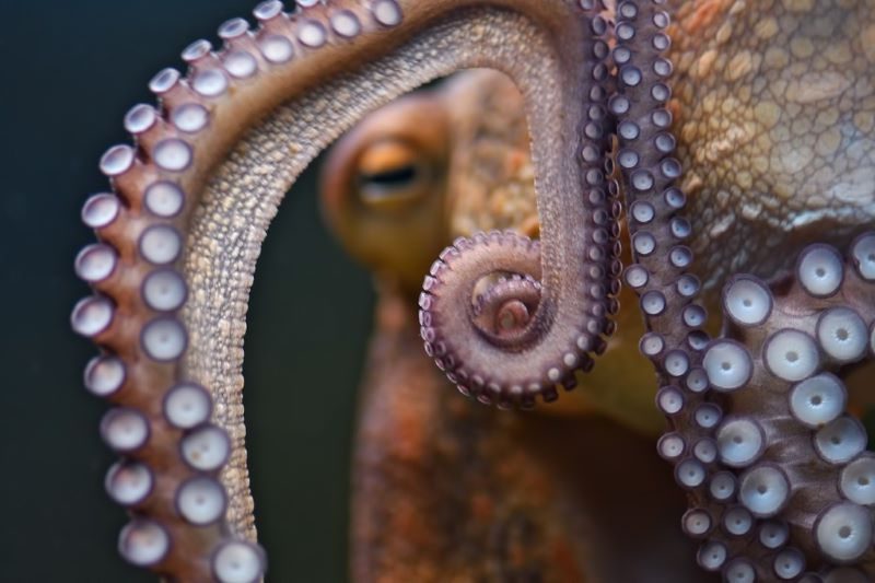 El horror tras la granja de pulpos de Nueva Pescanova