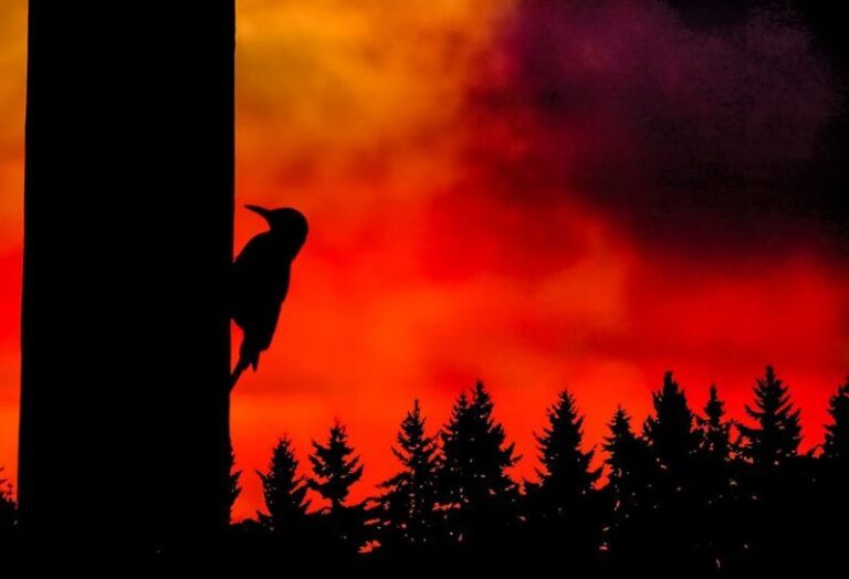 Estragos en la avifauna por el fuego en Tenerife