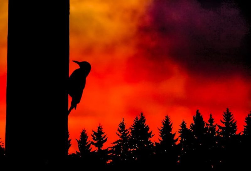 Estragos en la avifauna por el fuego en Tenerife