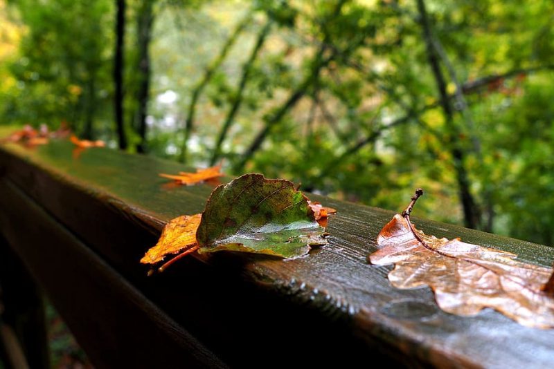 Ourense tendrá 10.000 árboles más