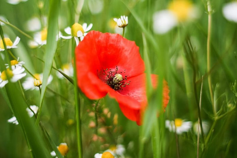 Antiguas algas aportan pistas de la evolución de las plantas