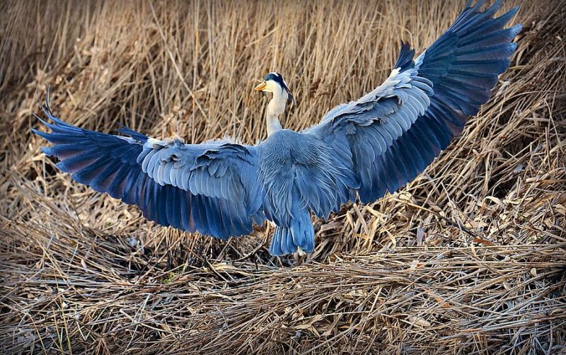 Un proyecto hotelero de Toledo agrede a la avifauna