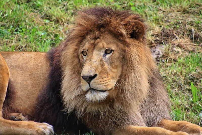 Día Mundial del León 2023