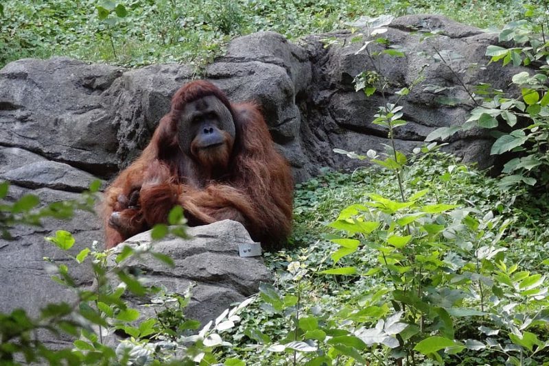 Orangután: a un paso de la extinción por nuestra culpa