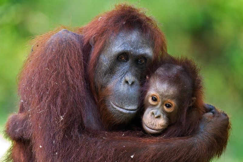 orangutan de borneo hembra con su cria creditos naturepl com anup shah wwf 116262