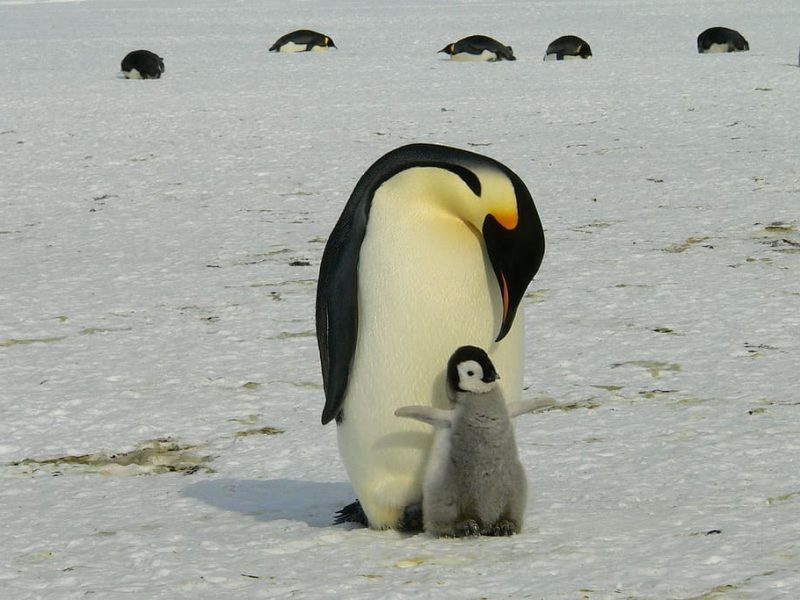 Pingüinos emperador desaparecen junto con el hielo antártico