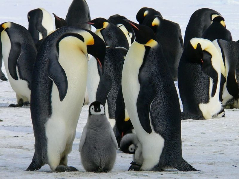 Pingüinos emperador desaparecen junto con el hielo antártico