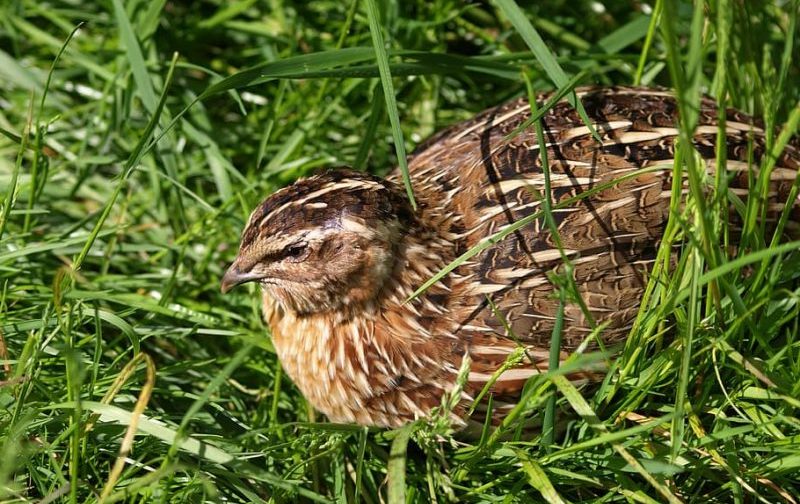 La media veda y la sequía son nefastas para la biodiversidad