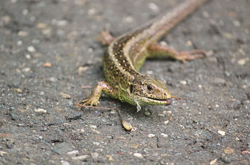 Día Mundial del Lagarto 2023