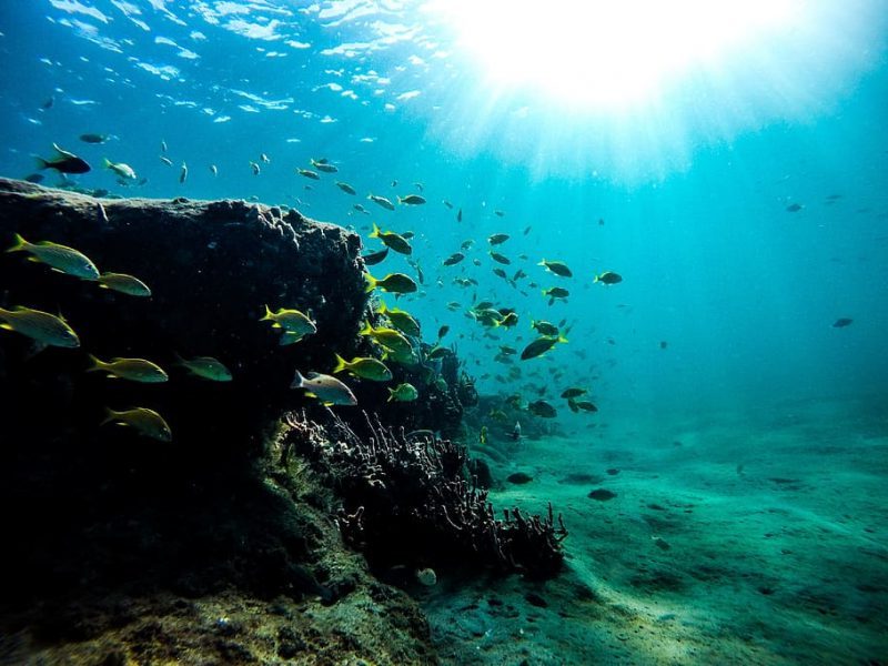 El cambio climático será desastroso para los hábitats marinos