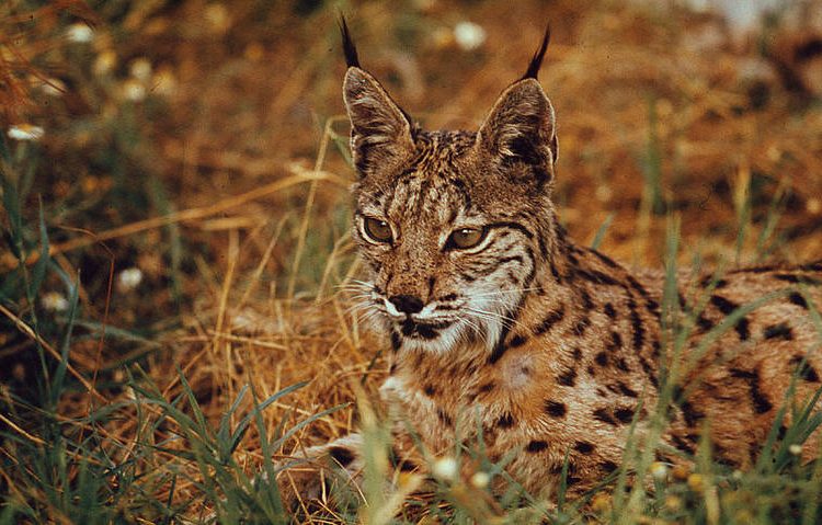 ¿El furtivismo acabará con los linces ibéricos?
