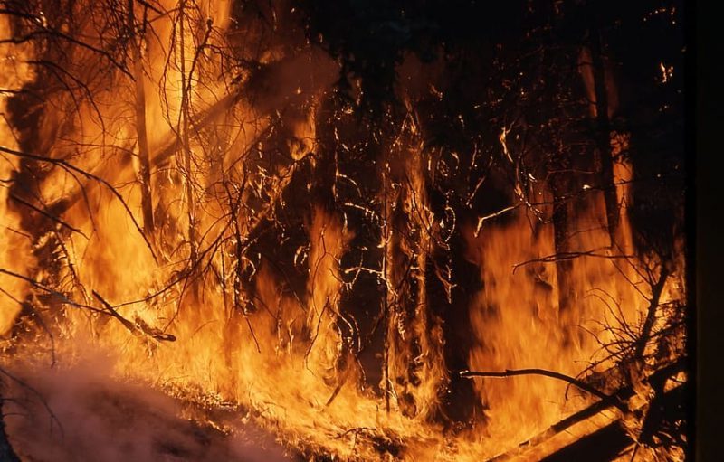 El incendio forestal de Tenerife tiene un grave impacto ambiental