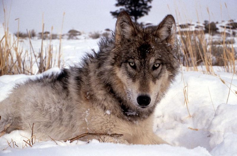 wolf canine snow winter cold mammal e1691766012942