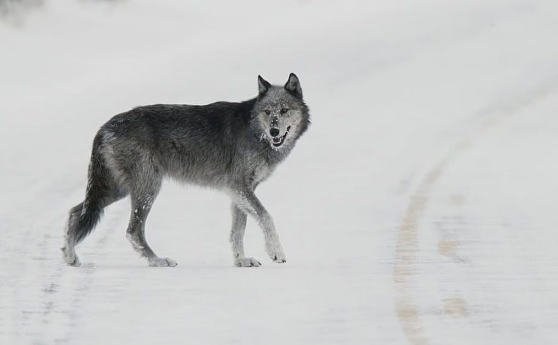 ¿Por qué es un problema la exitosa recuperación del lobo gris?