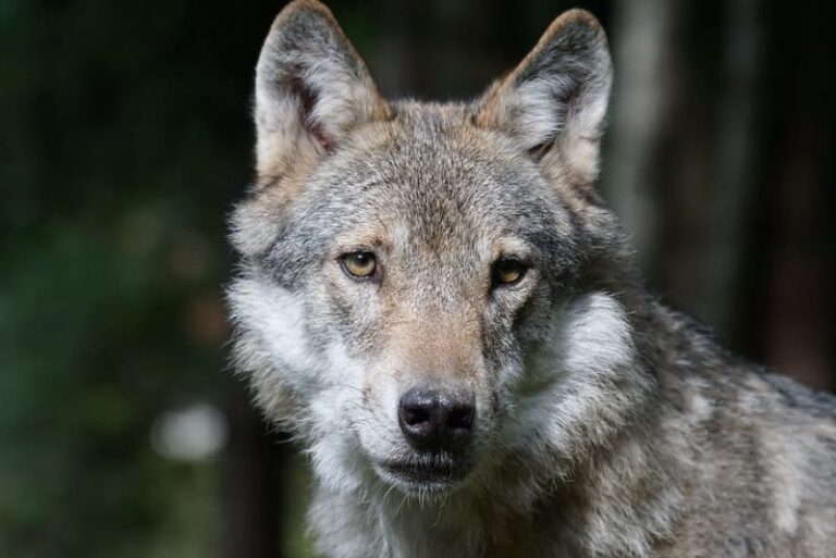 Día Internacional del Lobo 2023