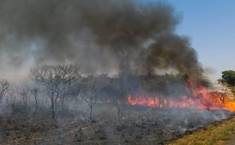 Sistema online previene incendios en la sabana brasileña