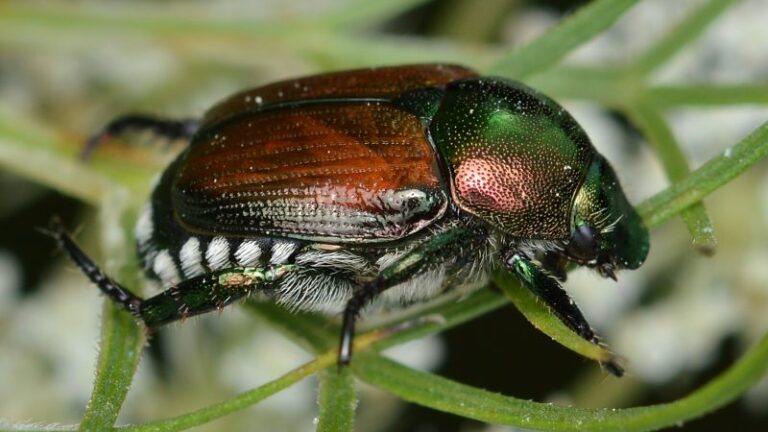 Qué especies exóticas invadirán España