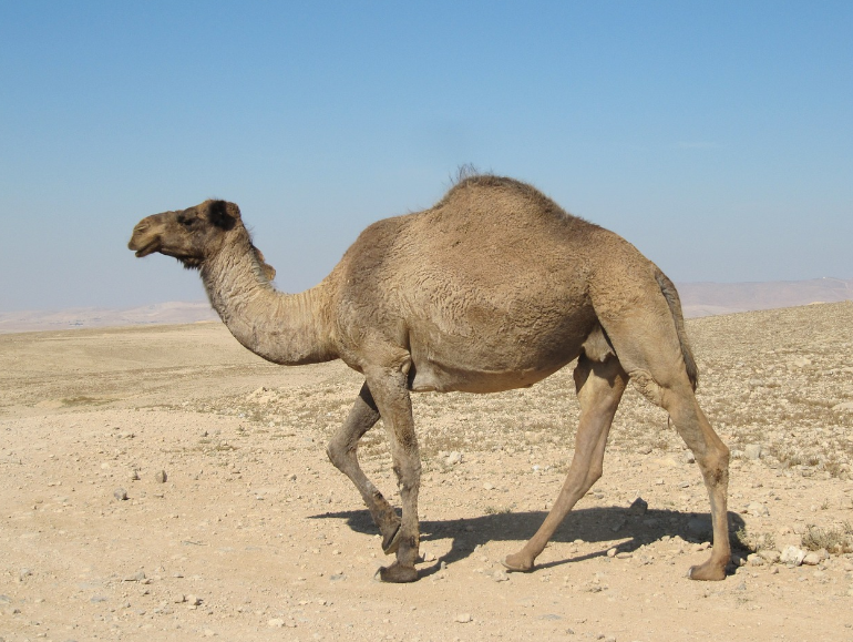 Dromedarios salvajes paseando por Córdoba