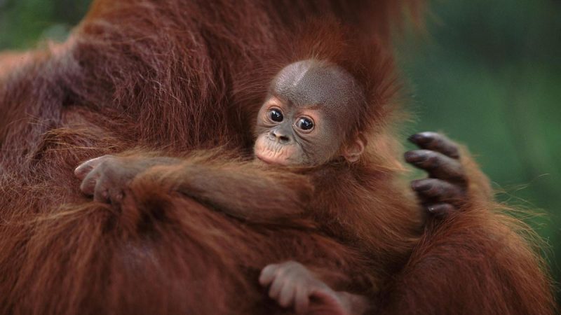 Agria polémica a cuenta de la muerte de una cría de orangután