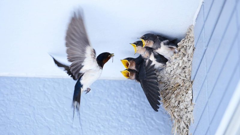 Álava: Destruyen nidos de golondrinas y aviones