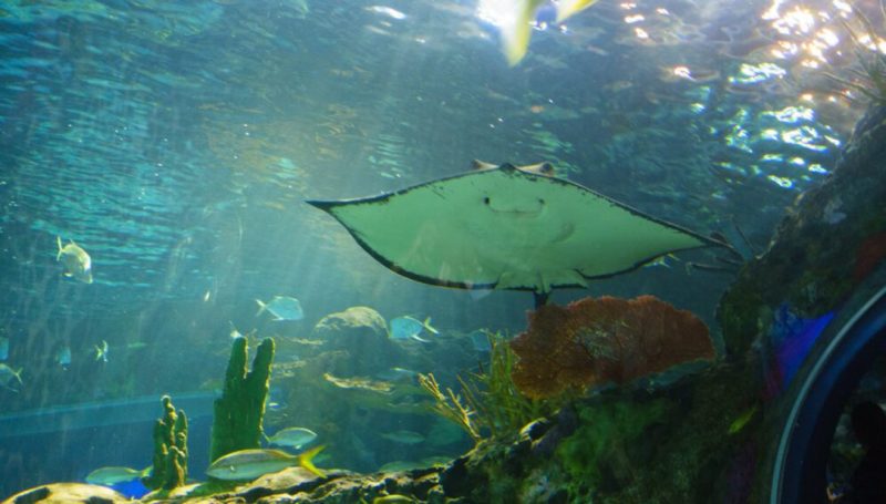 América: Impedir cualquier proyecto de minería marina