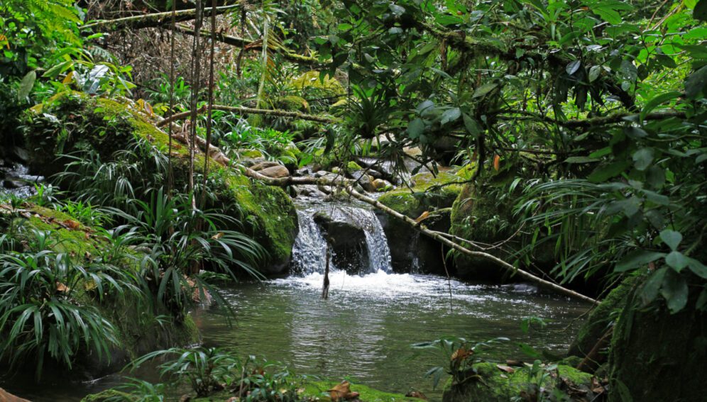 América del sur: Compensaciones de carbono
