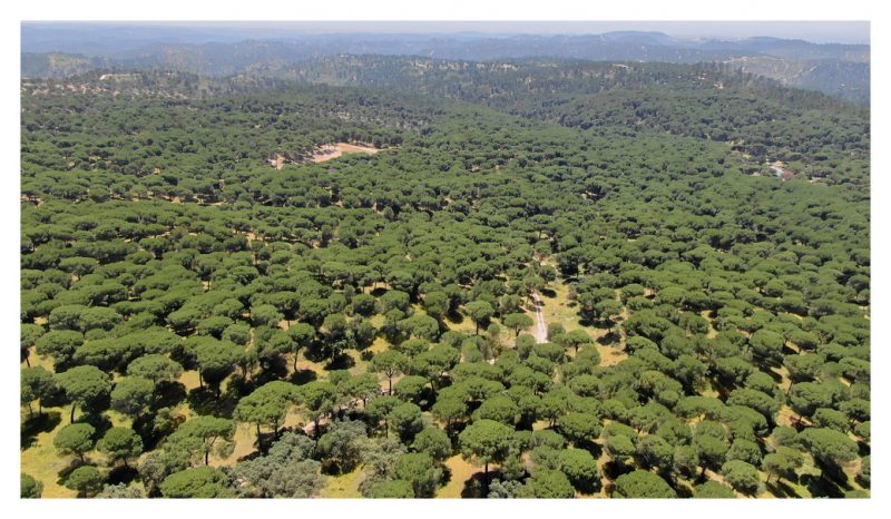 Andalucía: Gestión de los bosques y de los suelos forestales