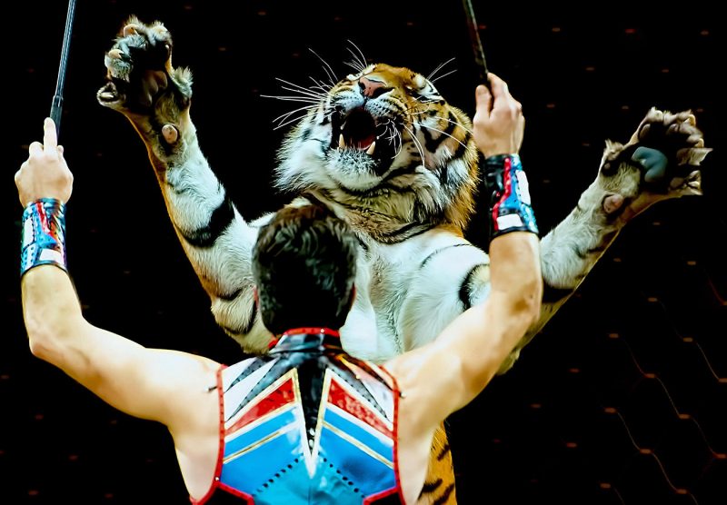 Animales exóticos en circos o como animales de compañía