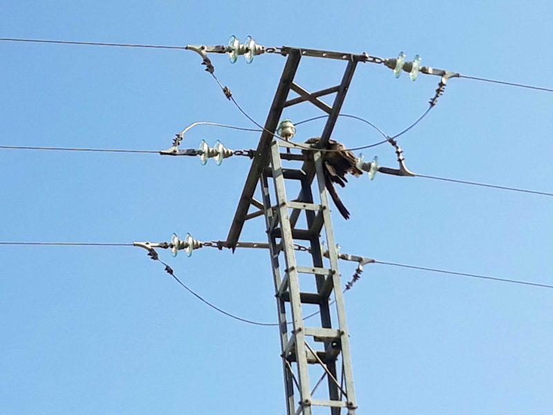 Ávila: Punto negro de electrocución de aves