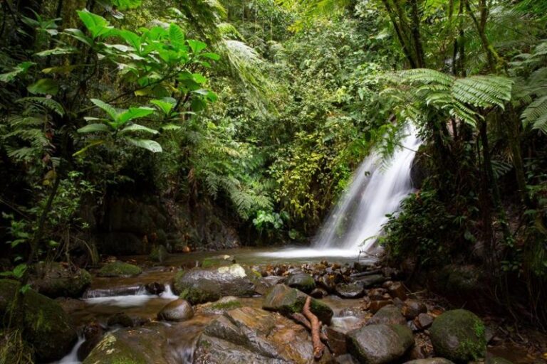Biocorredor Amazónico en Ecuador