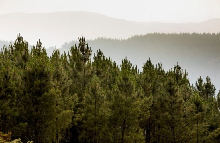 Bosques: Plan Nacional Integrado de Energía y Clima