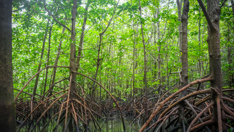 Bosques de manglar repletos de microplásticos