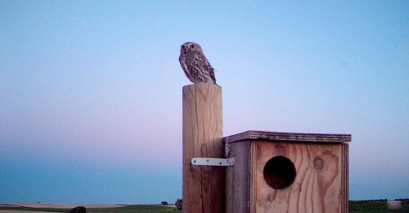 Cajas-nido para paliar las plagas de topillo campesino
