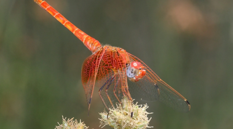 Cambio climático: Los insectos invaden España