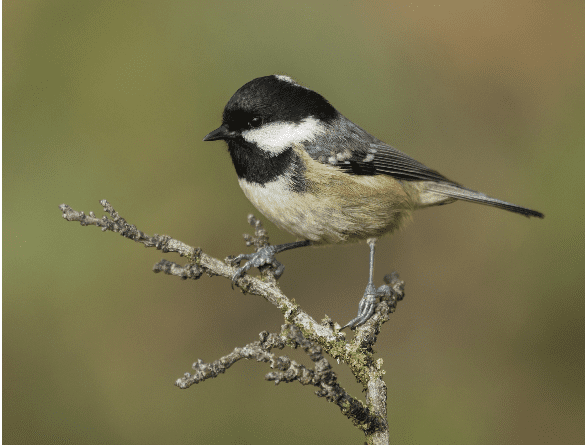 Seguimiento de Aves en los campus universitarios de Aragón