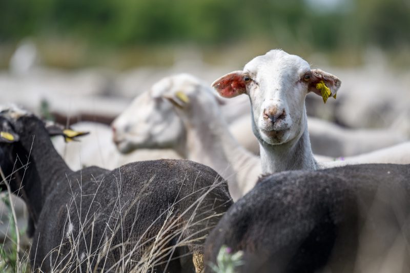 Certificación de productos provenientes de la ganadería extensiva