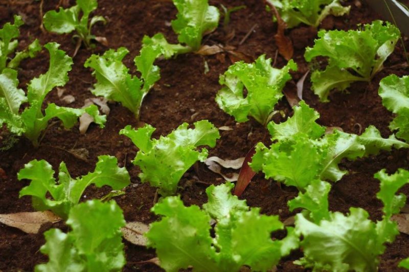 Compostadores para 275 hogares de Cerceda (Galicia)