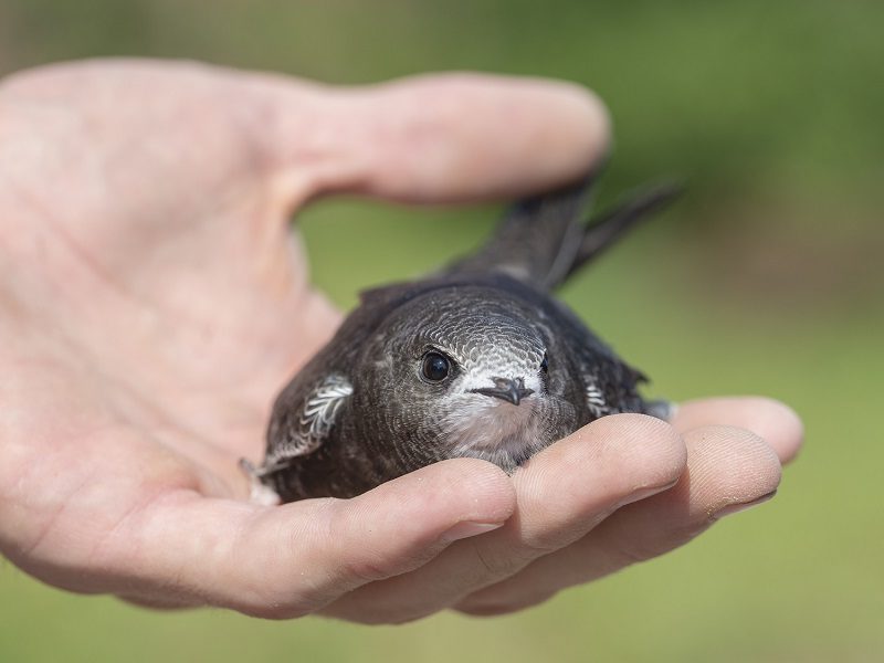 El vencejo común: un aliado indiscutible y poco valorado