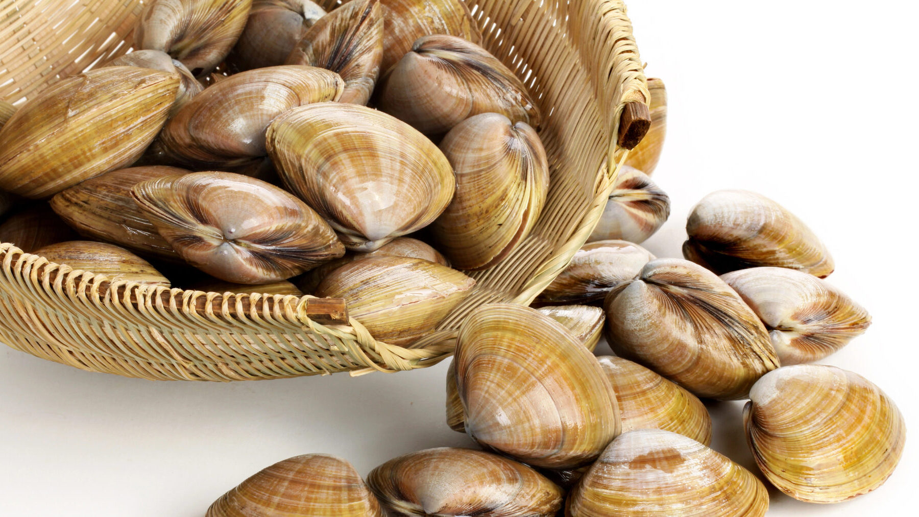 almejas vida saludable