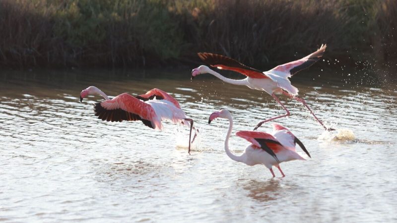 ¿Doñana se salvará gracias a la finca Veta La Palma?