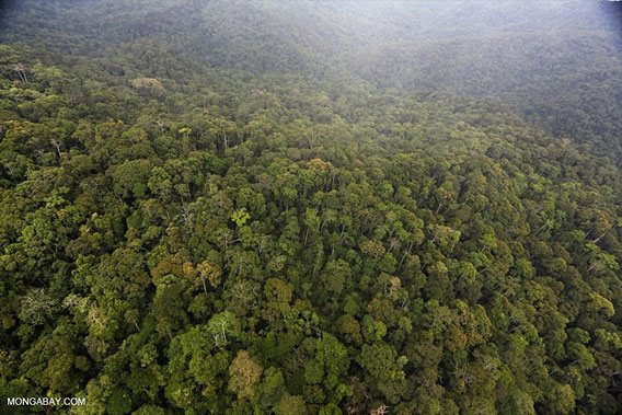 ¿Dónde es más probable que los bosques mueran por sequía?