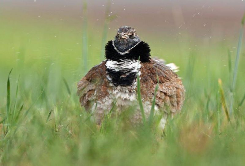 El sisón de Aragón en gravísimo declive